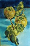 Edwards Persimmons  99x150